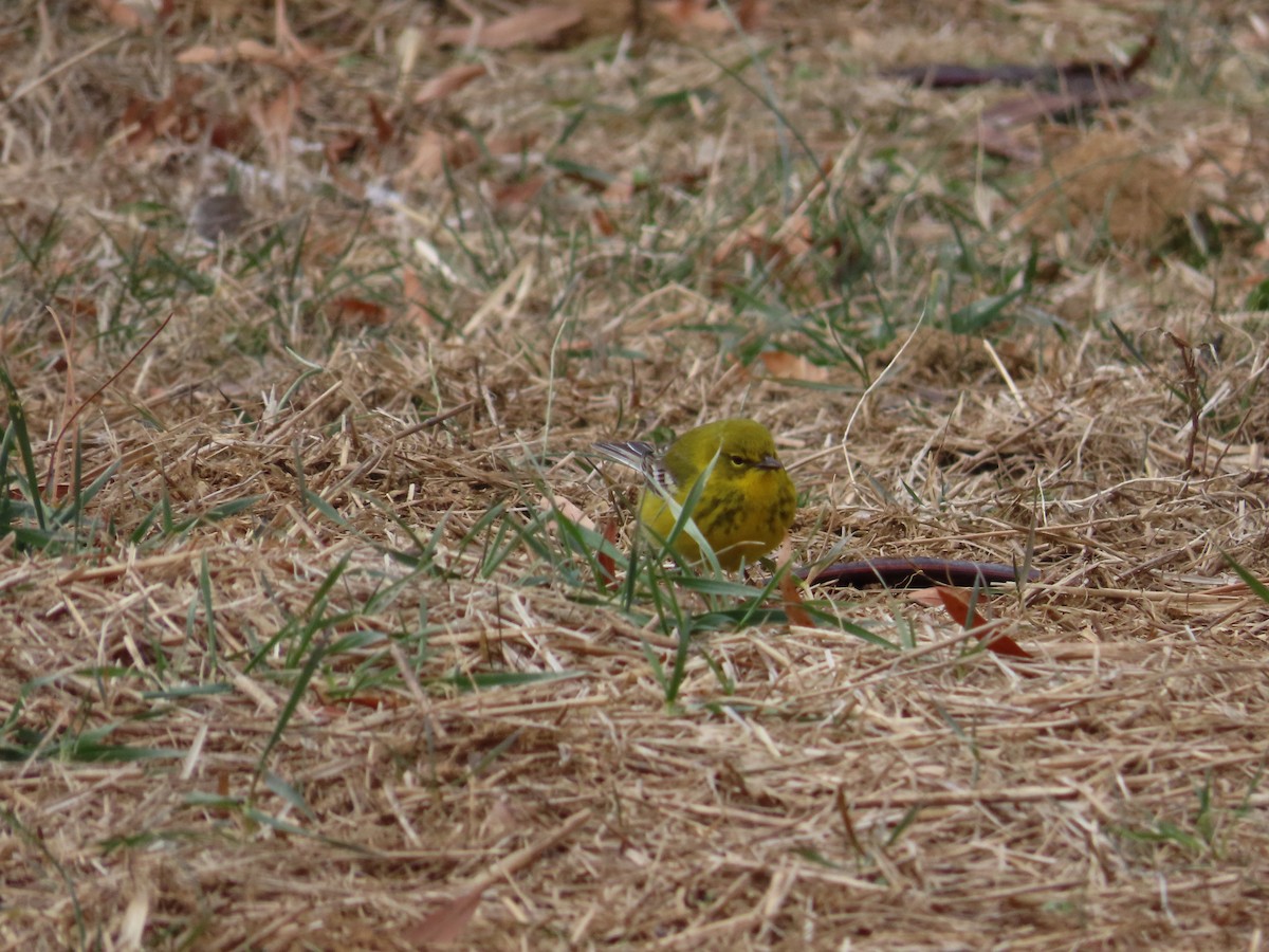 Pine Warbler - ML650532643