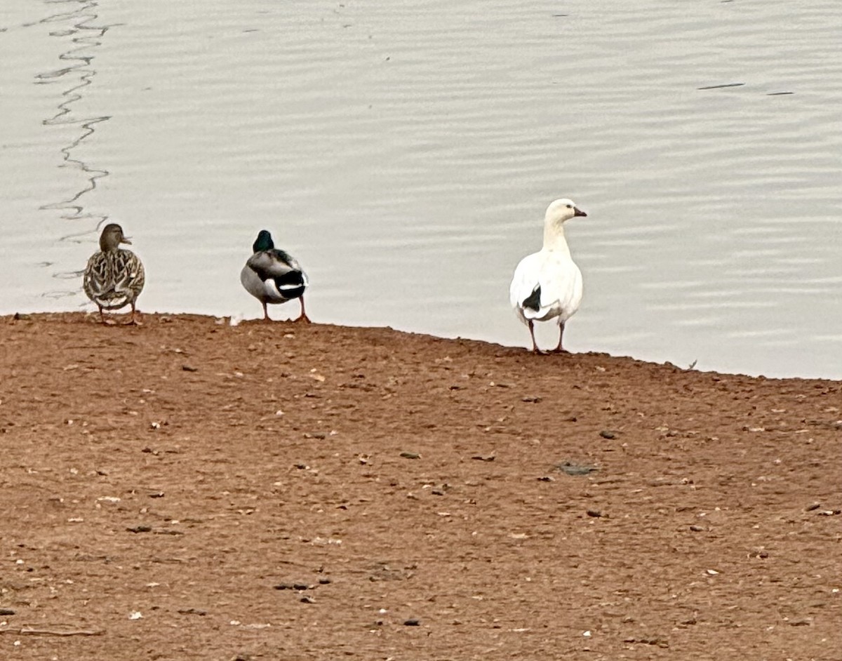 Ross's Goose - ML650532702