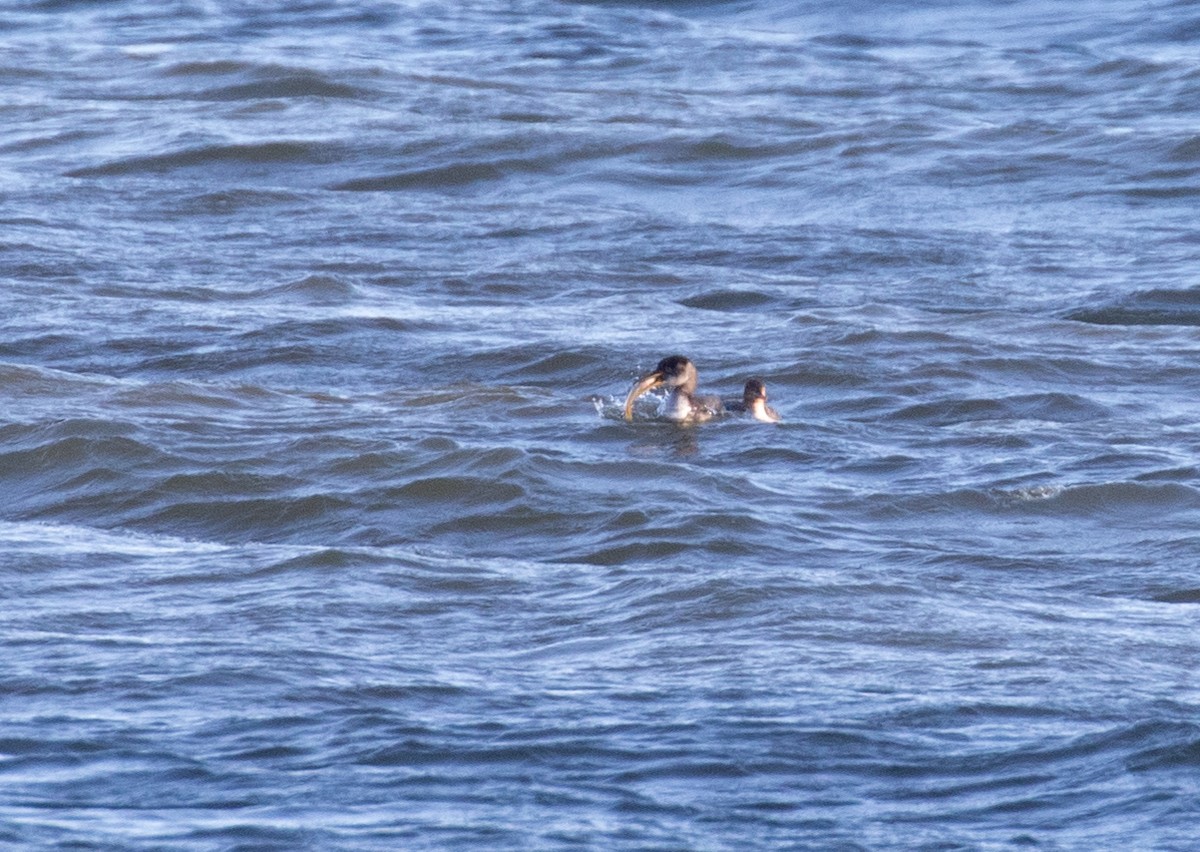 赤頸鸊鷉 - ML650532861