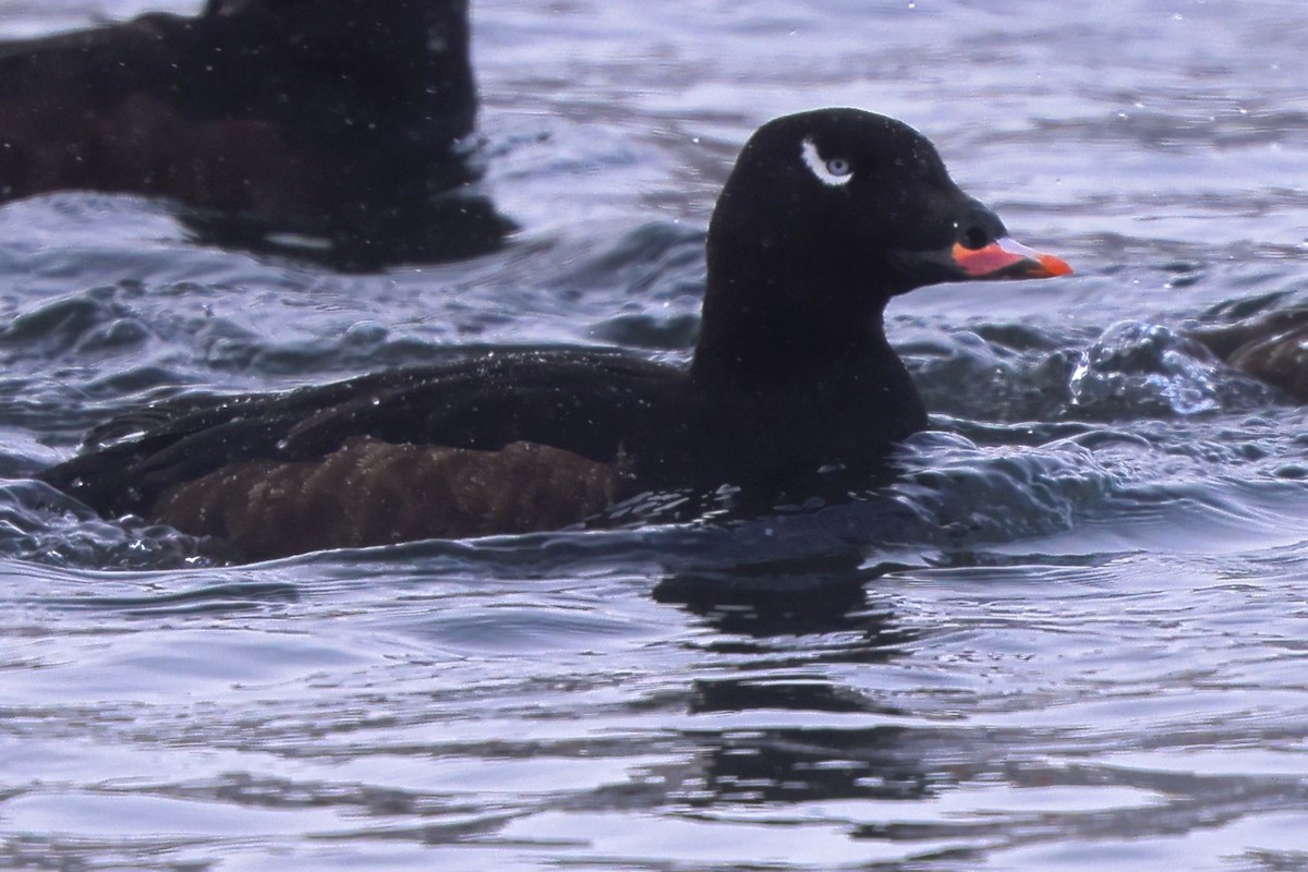 turpan kanadský - ML650532975