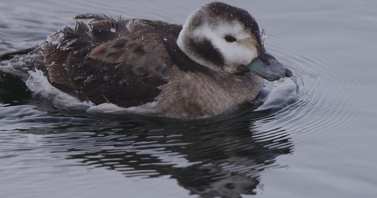 hoholka lední - ML650532980