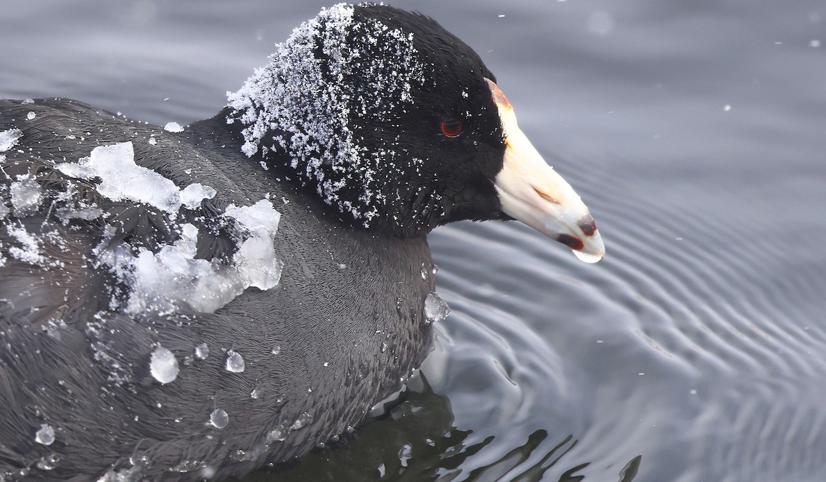 lyska americká - ML650533014