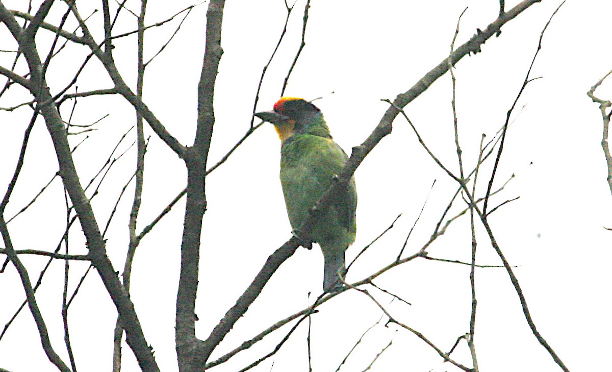 Necklaced Barbet - ML650533083