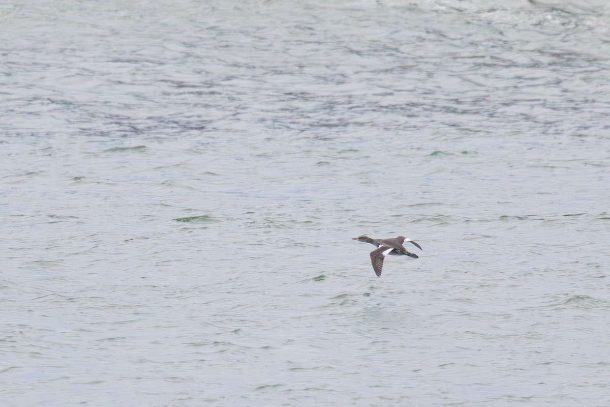 赤頸鸊鷉 - ML650533144