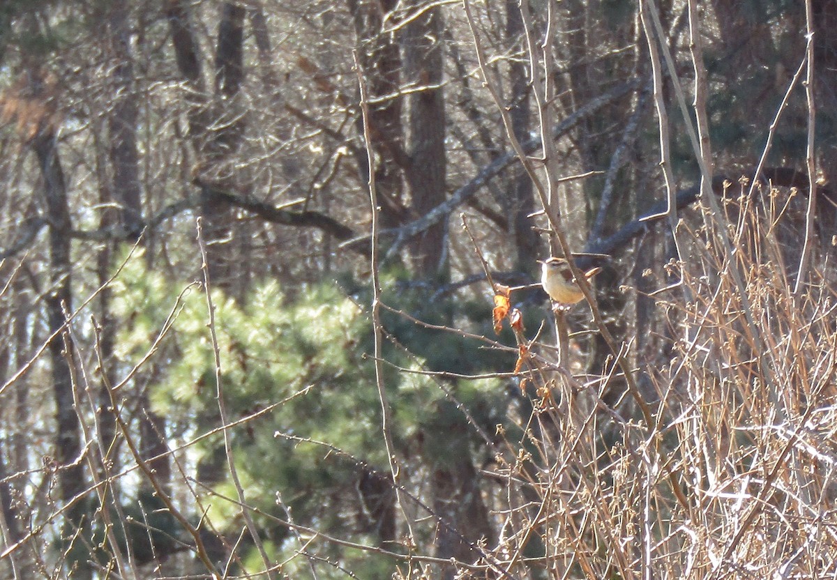 karolinasmett - ML650533145