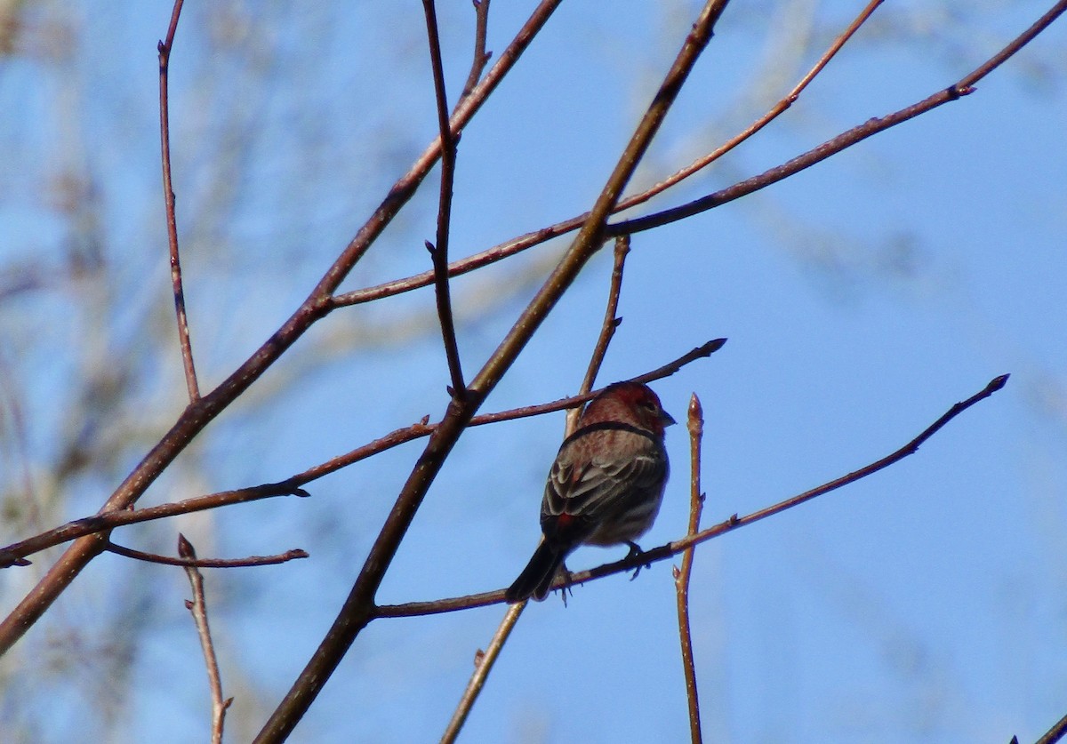 House Finch - ML650533173