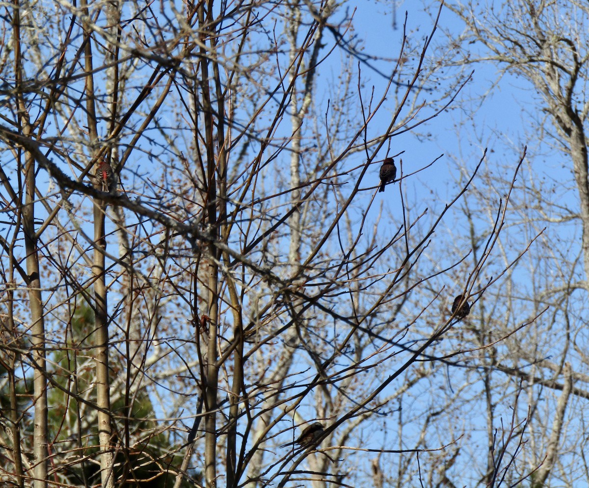 House Finch - ML650533176