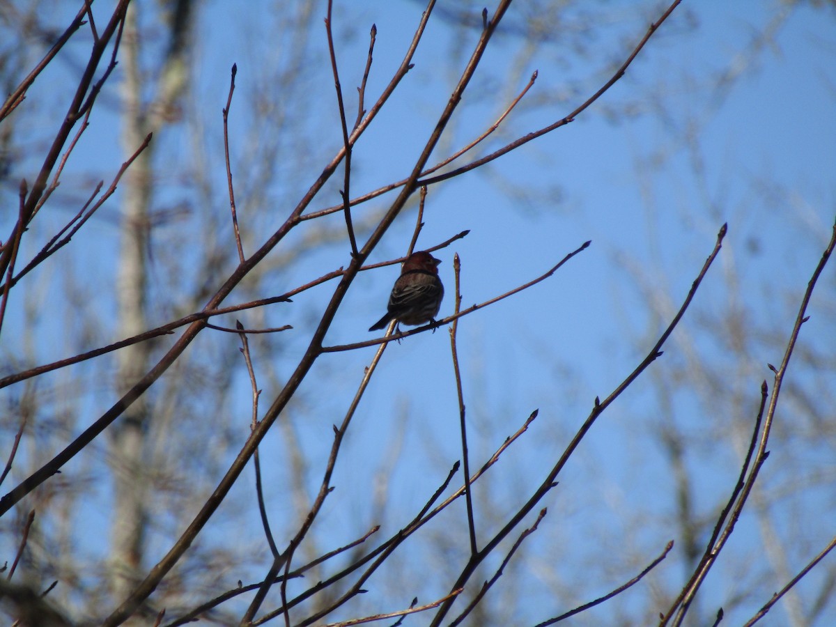 House Finch - ML650533197