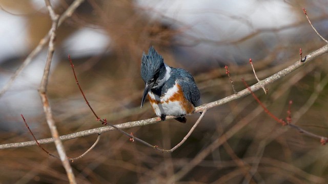 שלדג אמריקני - ML650533258