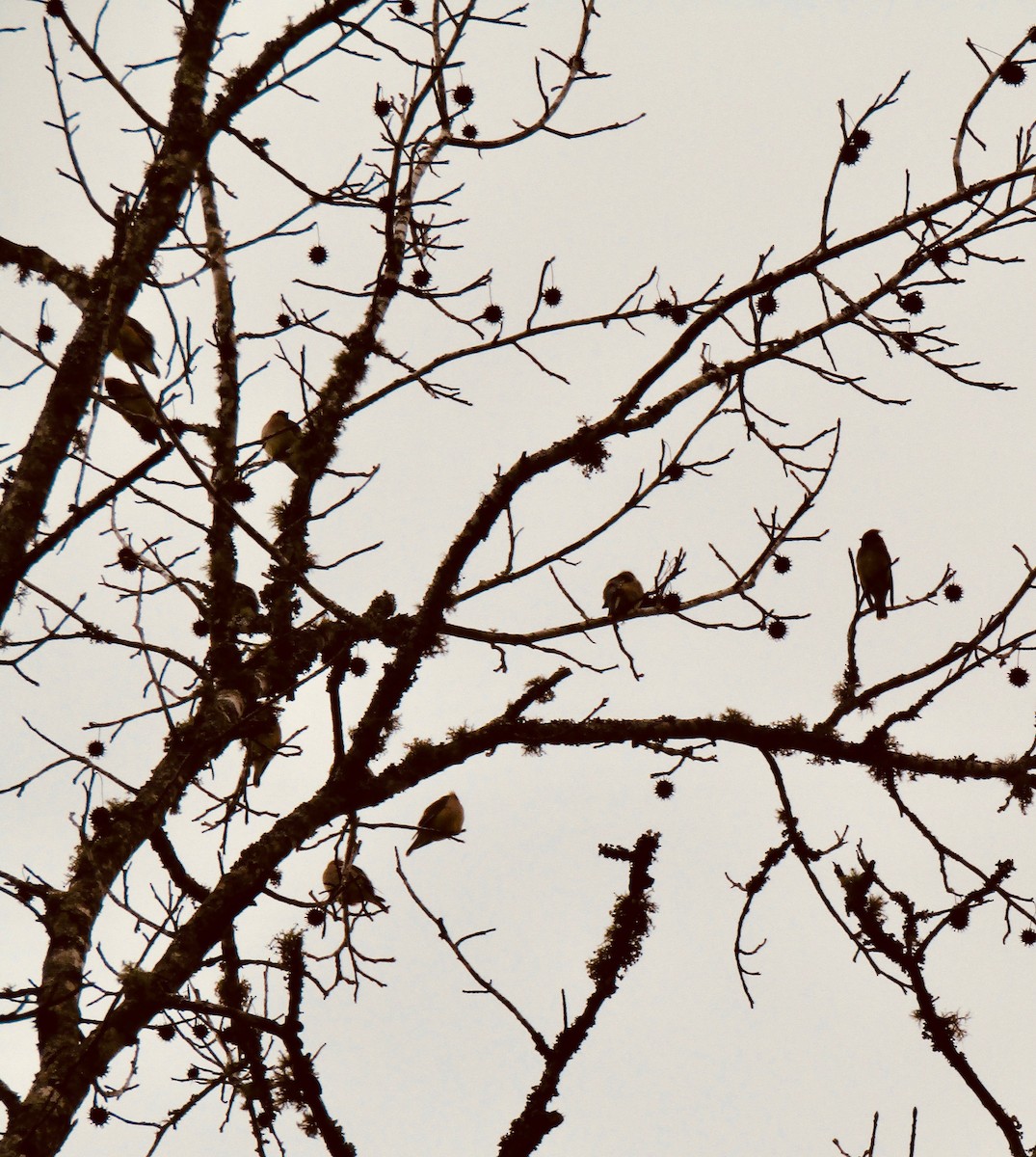 Cedar Waxwing - ML650533259