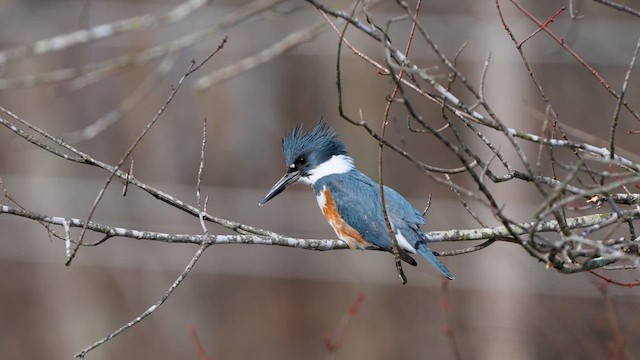 שלדג אמריקני - ML650533280
