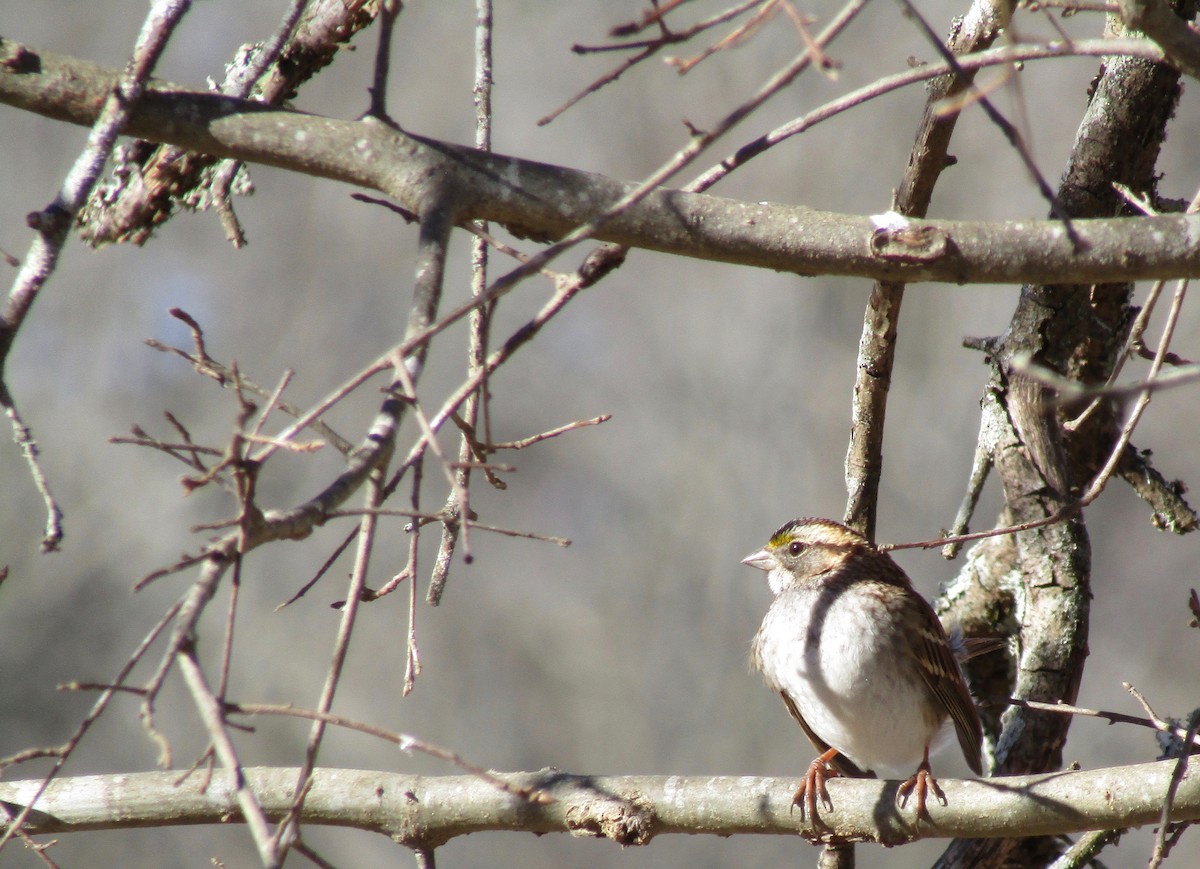 White-throated Sparrow - ML650533323