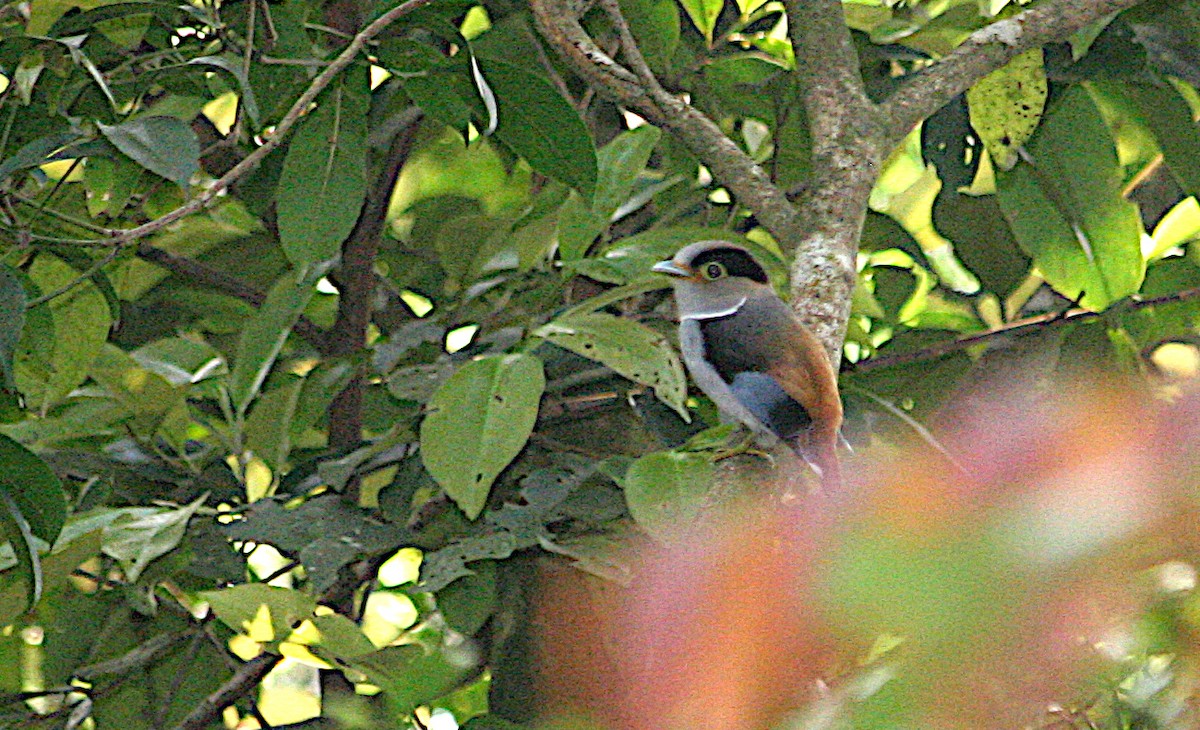 Silver-breasted Broadbill - ML650533327