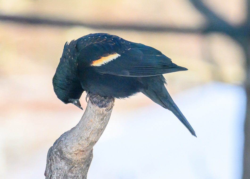 Al Kanatlı Karatavuk - ML650533328