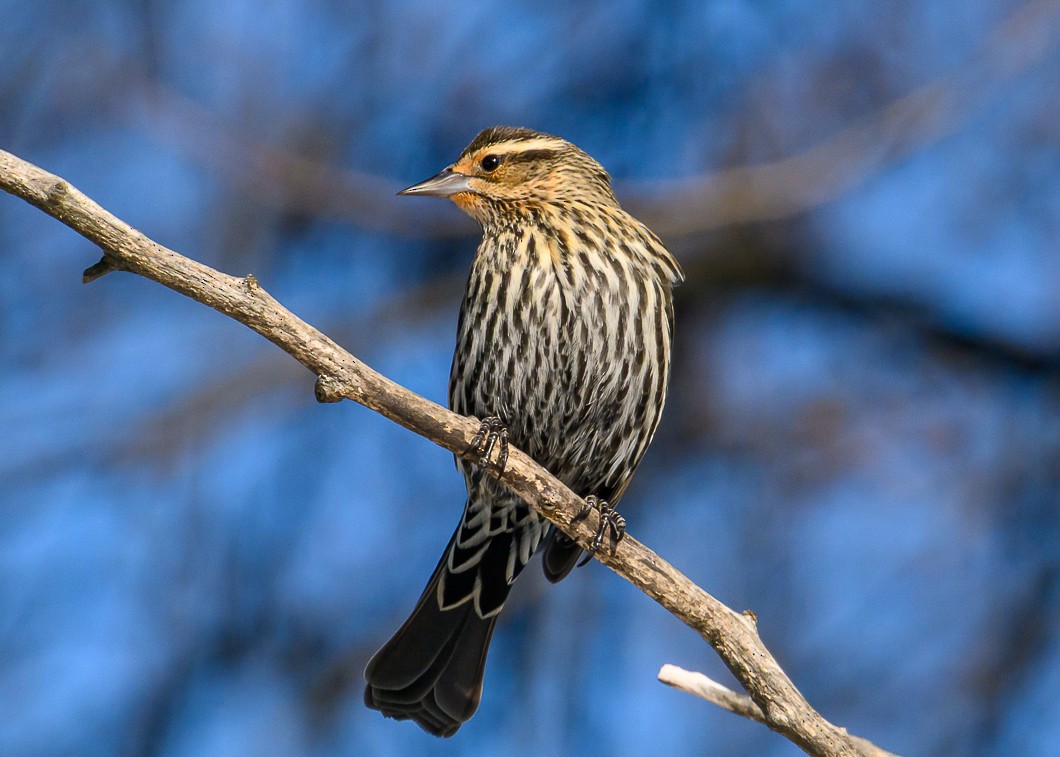 Al Kanatlı Karatavuk - ML650533335