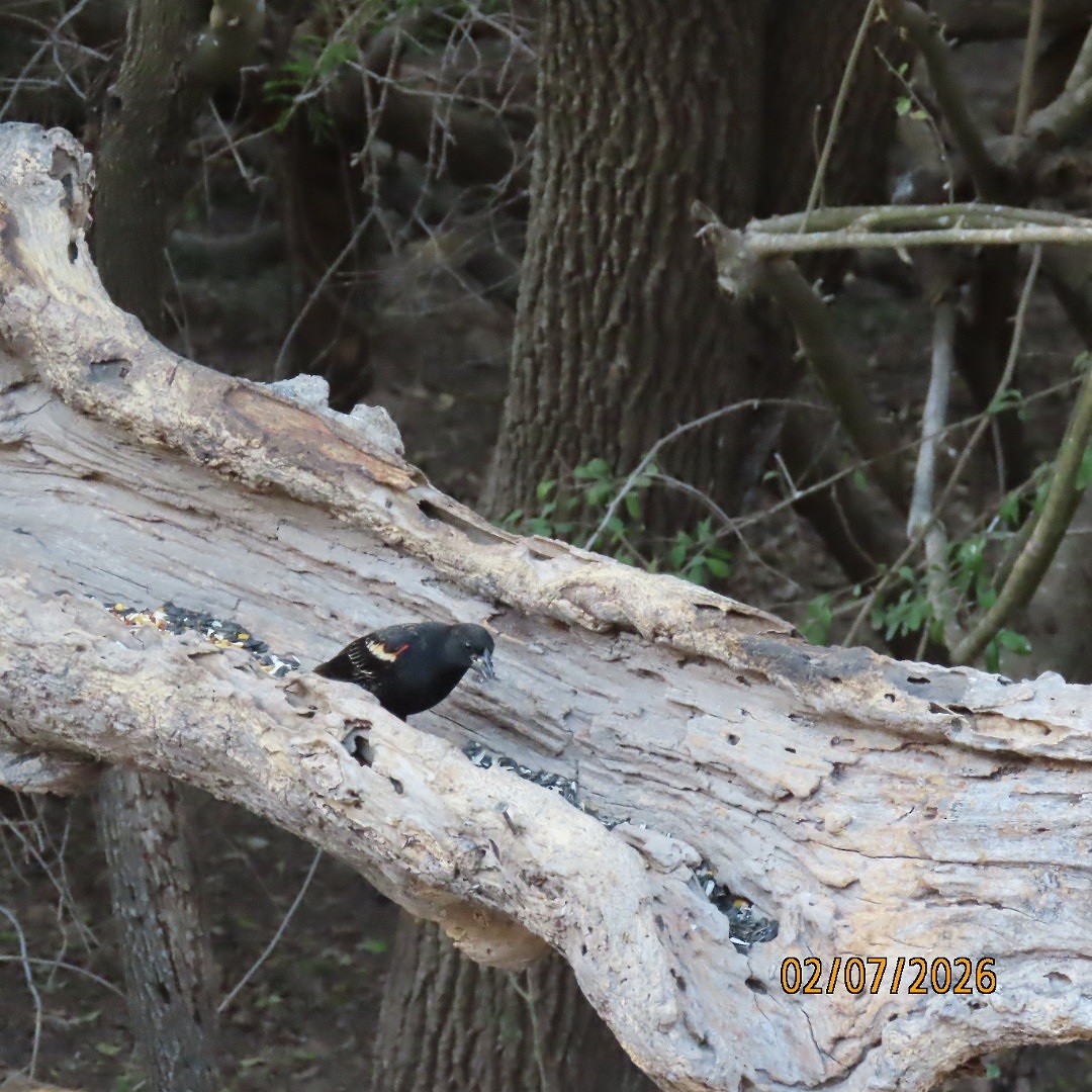 Al Kanatlı Karatavuk - ML650533411