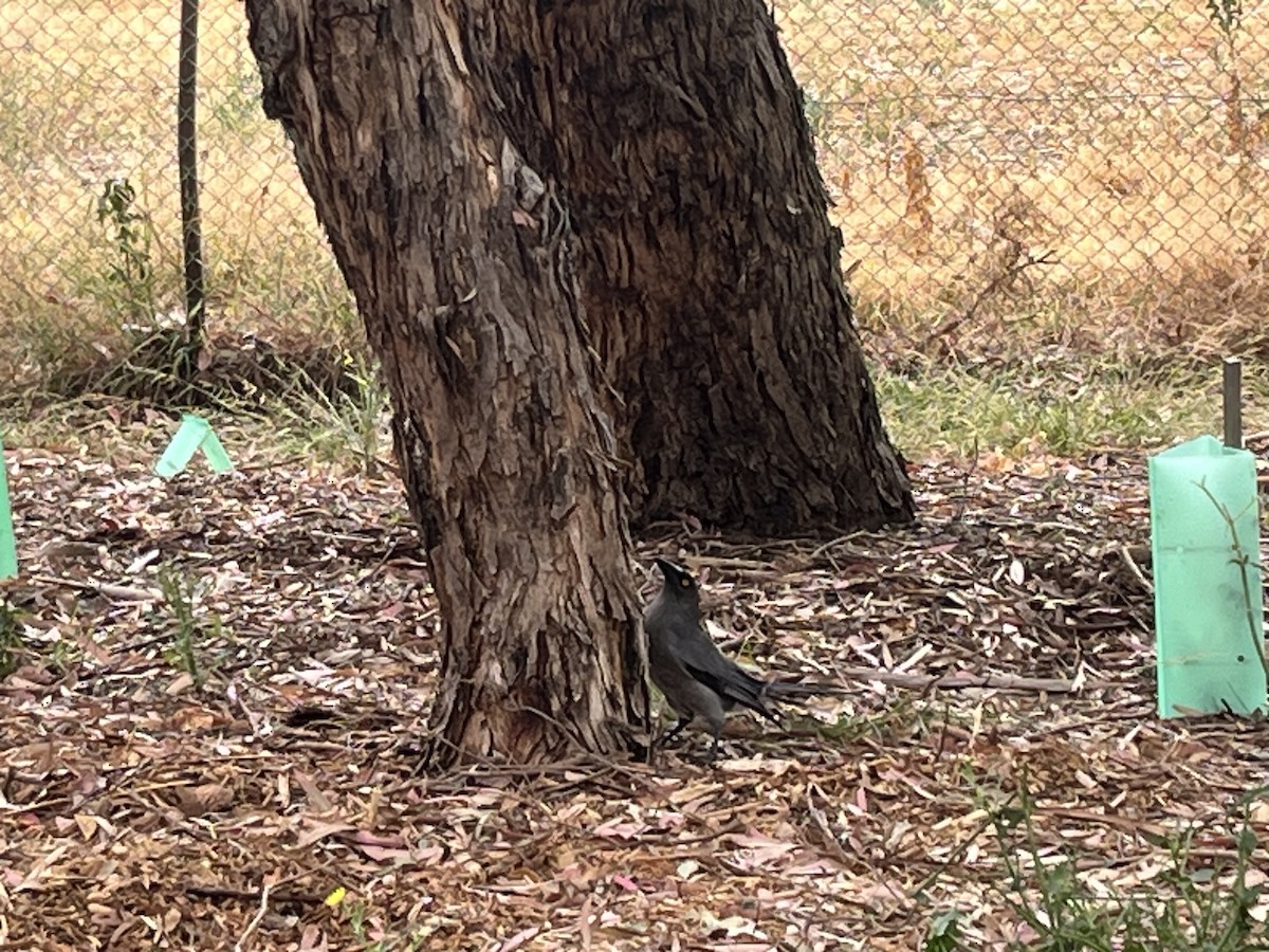 Gray Currawong (Gray) - ML650533445