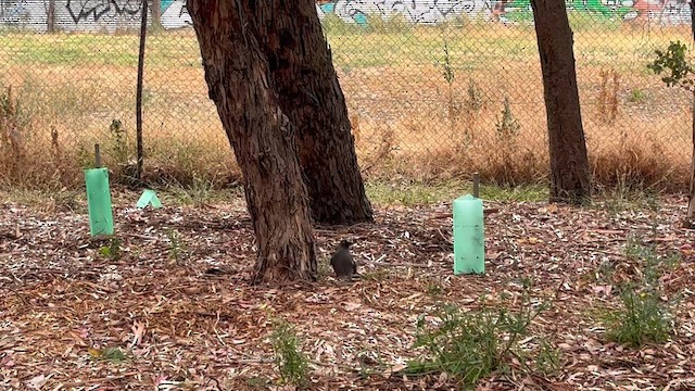 Gray Currawong (Gray) - ML650533446