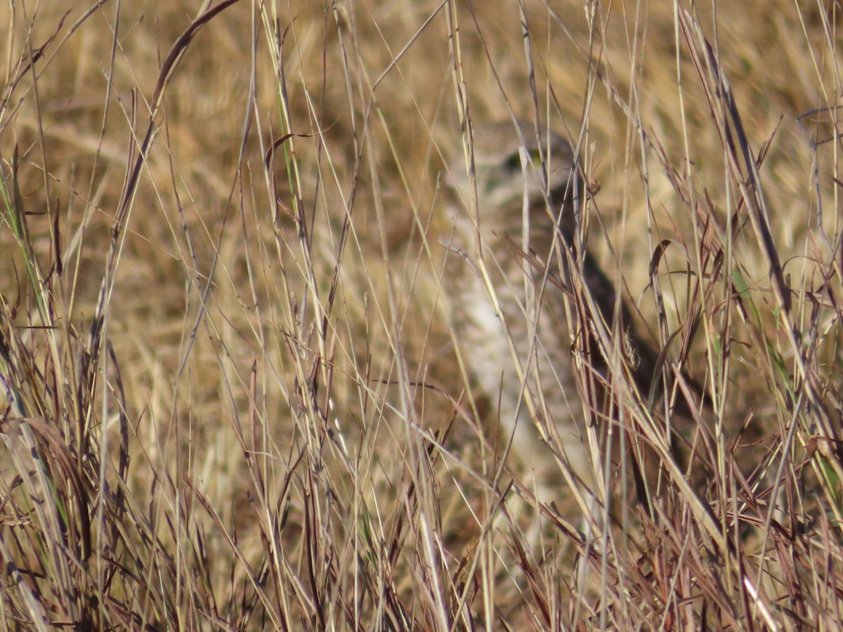 Burrowing Owl - ML650533452