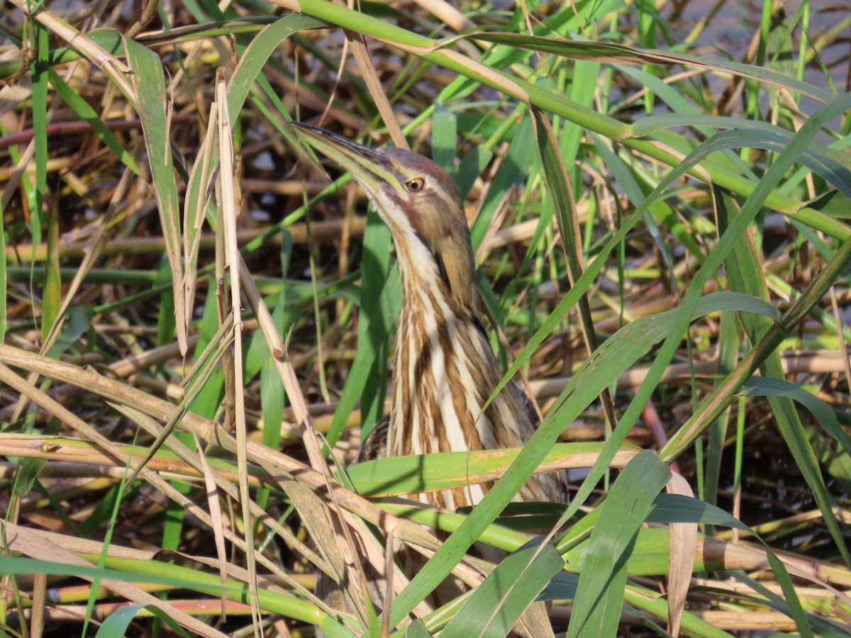 American Bittern - ML650533504