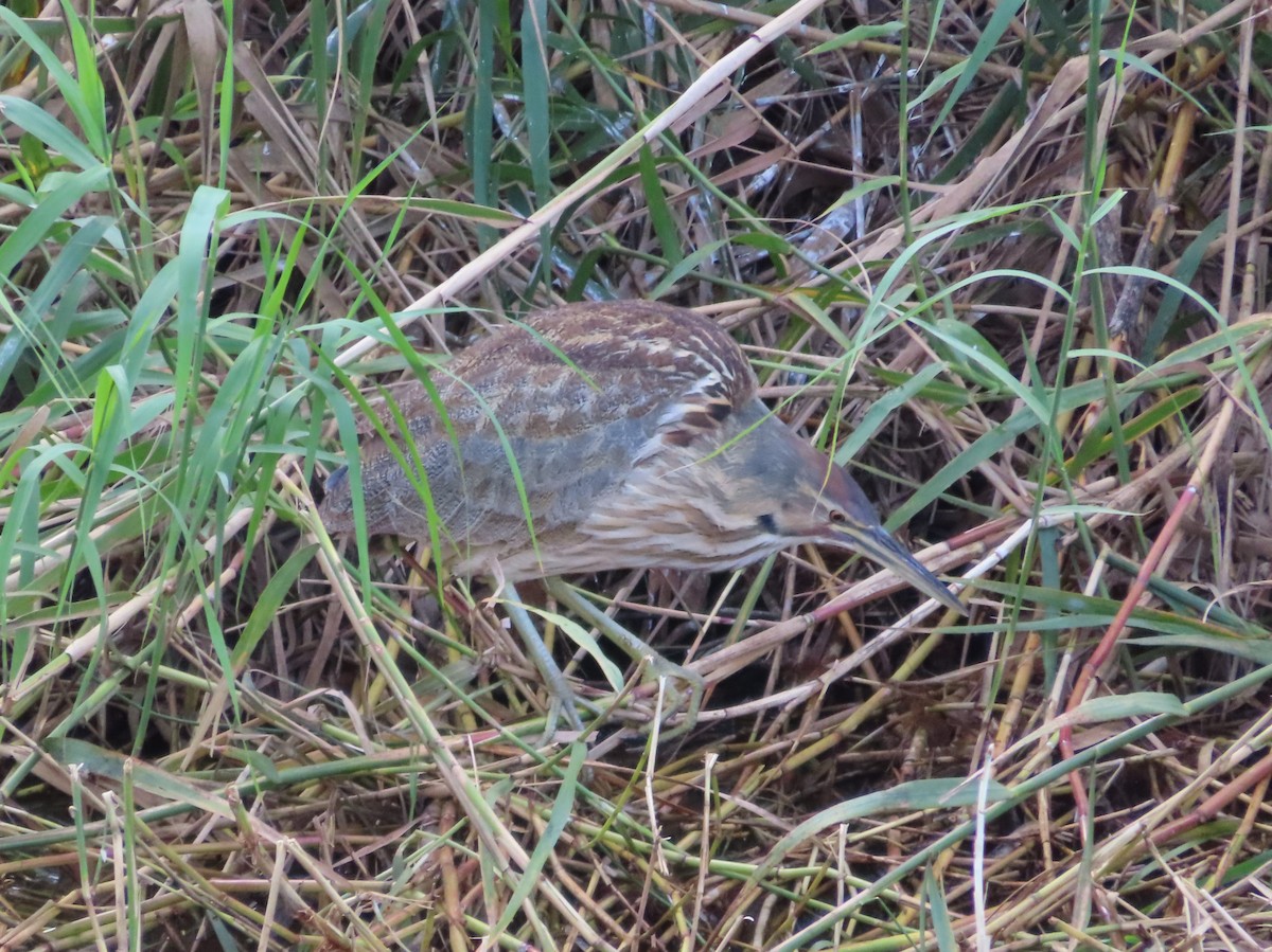 American Bittern - ML650533505