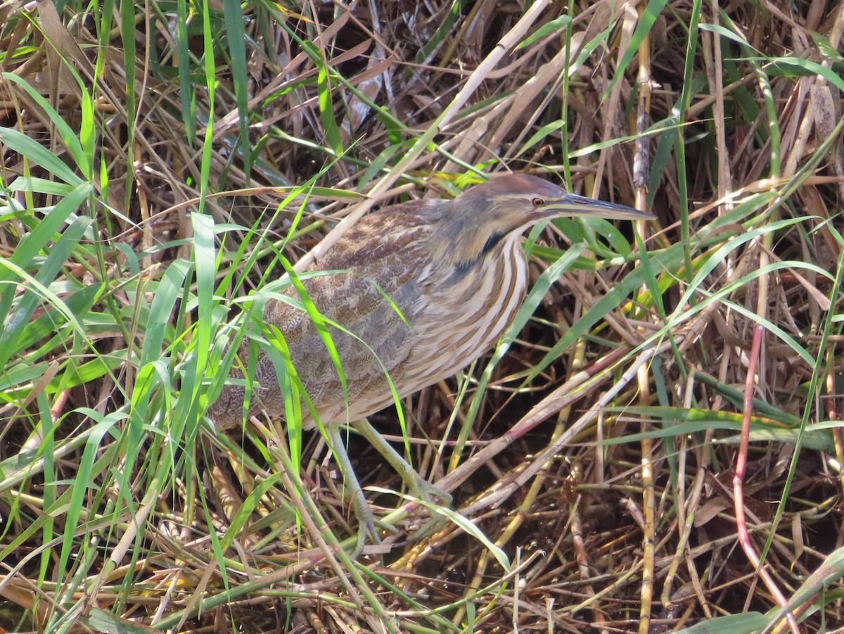American Bittern - ML650533506