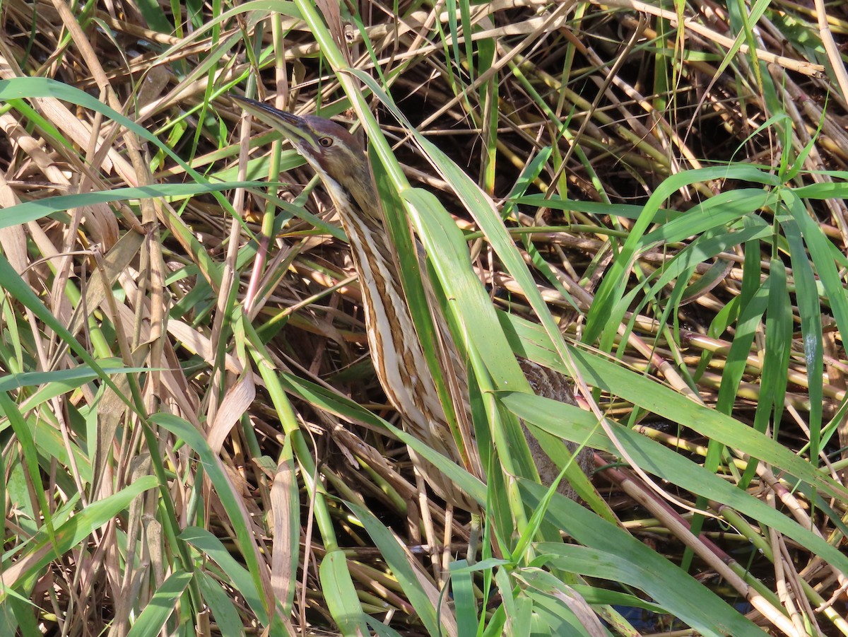 American Bittern - ML650533507