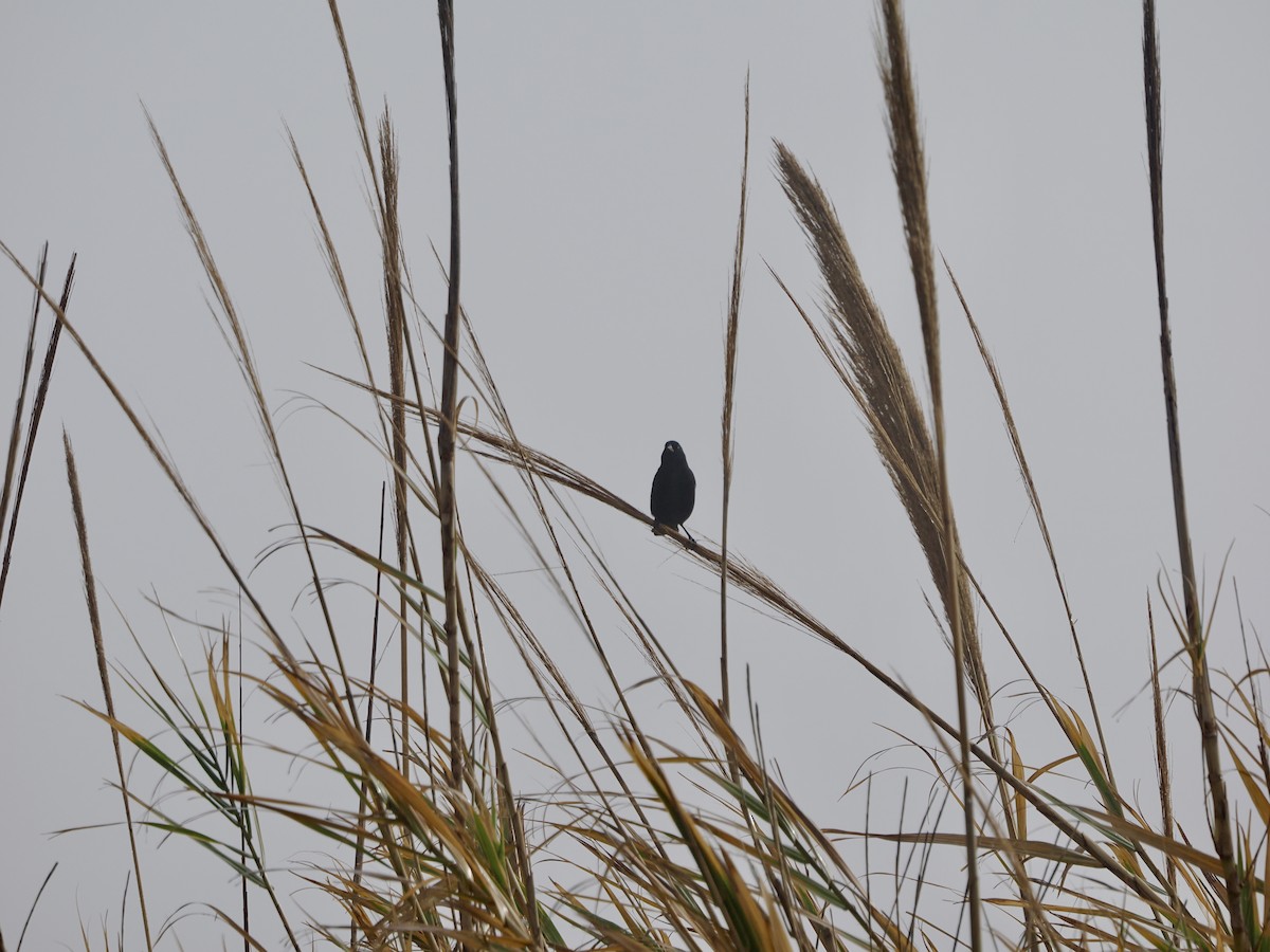 Al Kanatlı Karatavuk - ML650533600