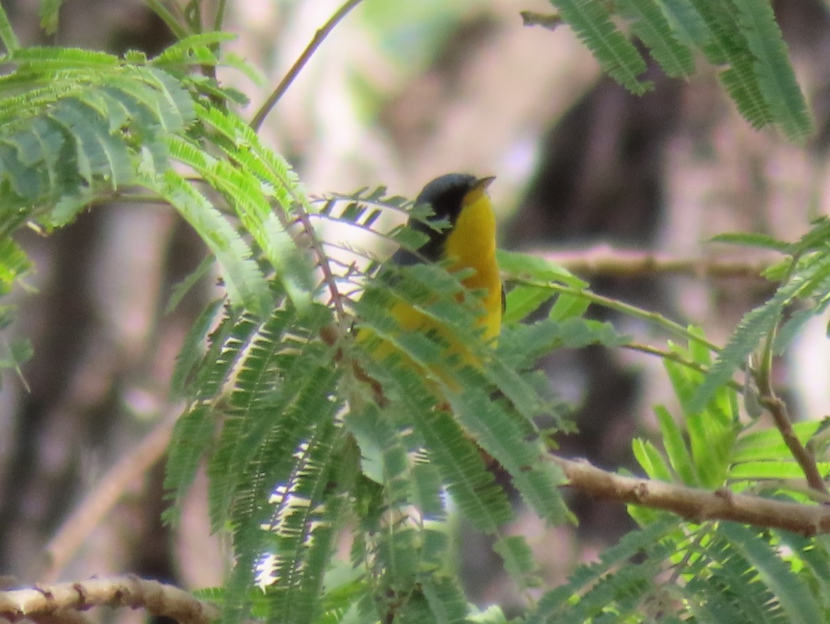 Tropical Parula - ML650533602