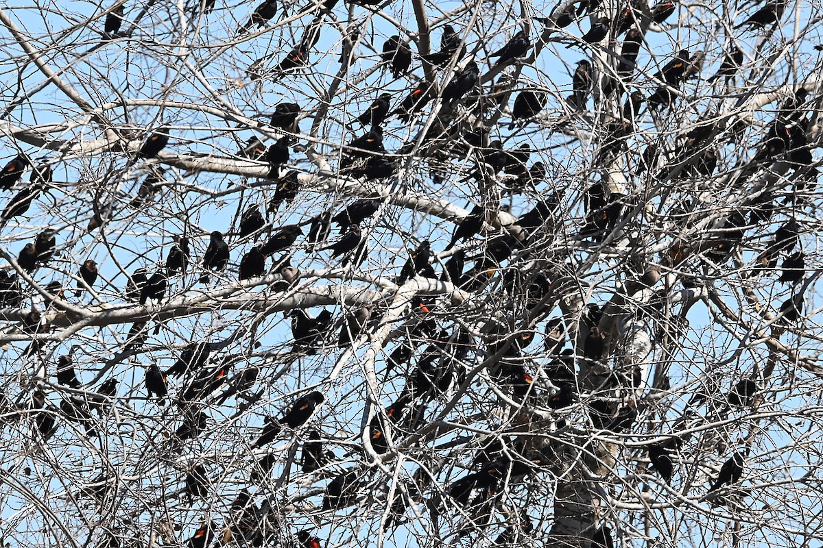 Al Kanatlı Karatavuk - ML650533644