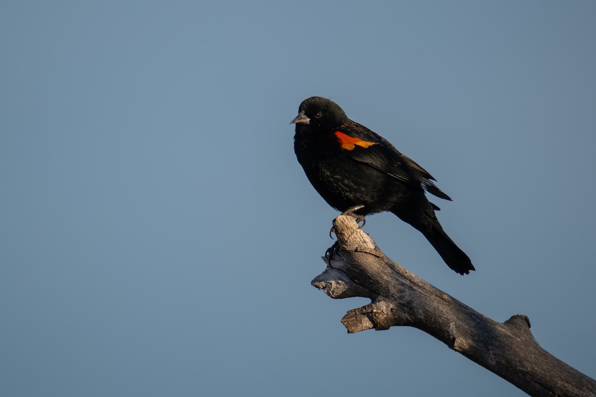 Al Kanatlı Karatavuk - ML650533685