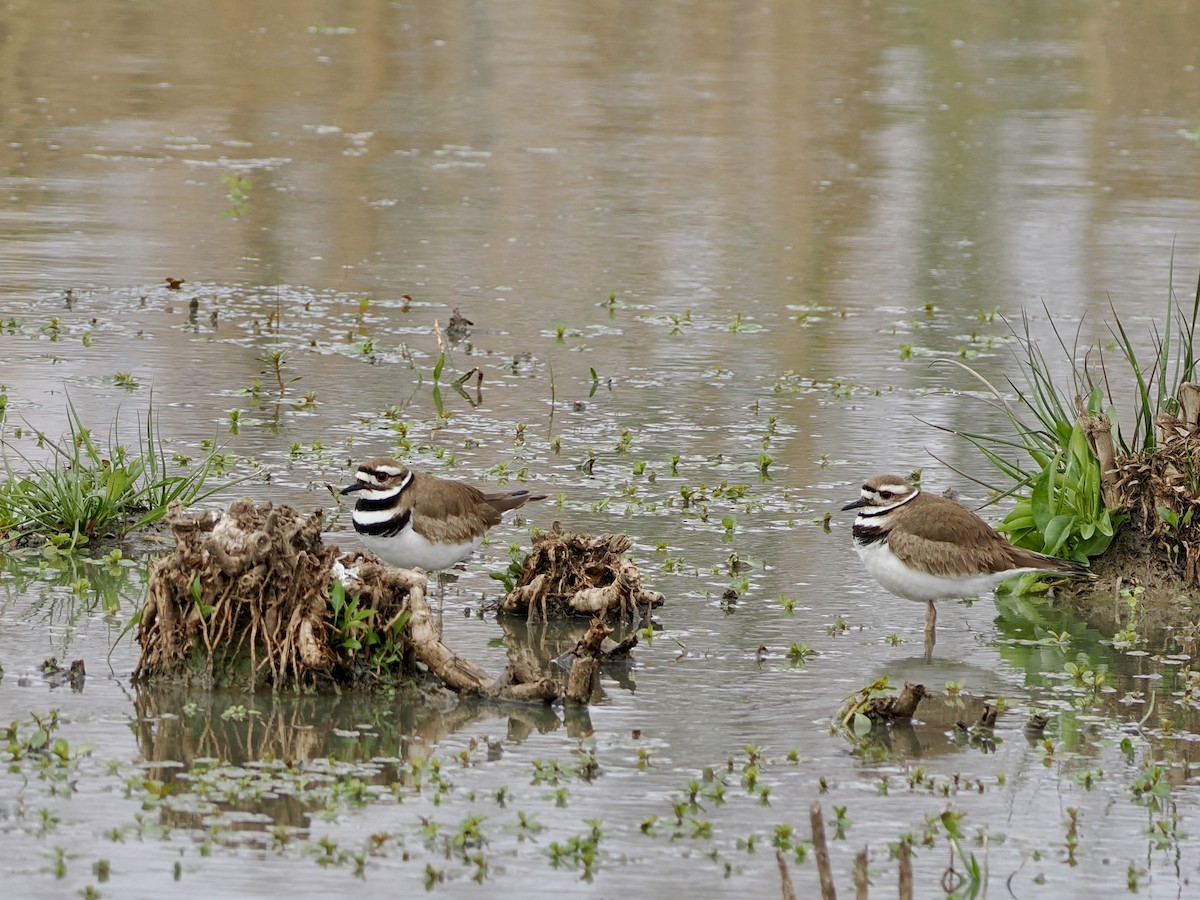 Пісочник крикливий - ML650533689