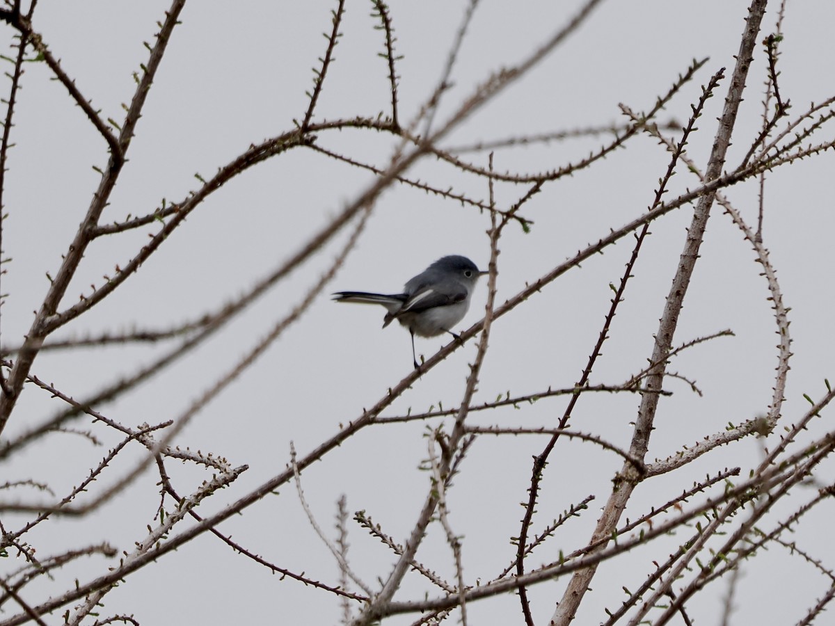 Комароловка сиза - ML650533708