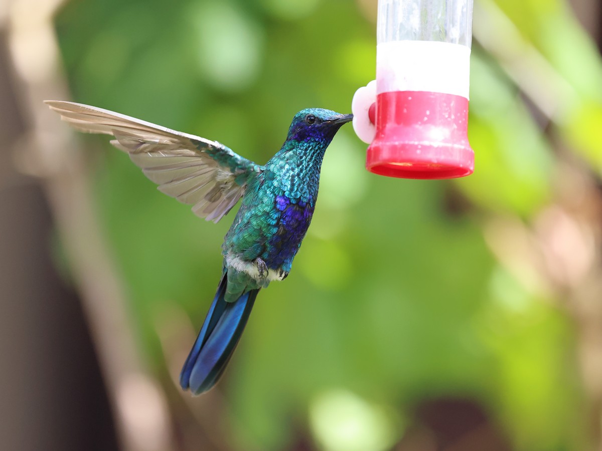 Sparkling Violetear - ML650533732