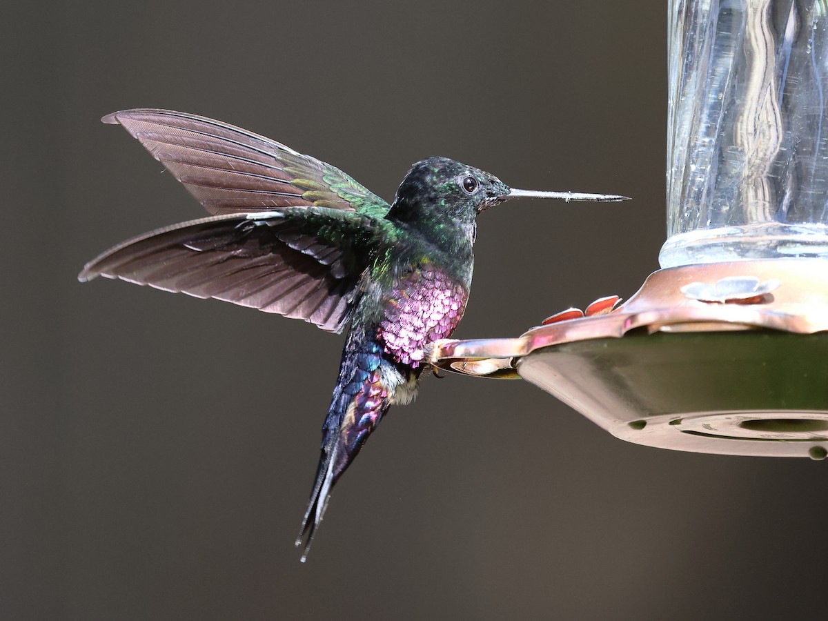 Blue-throated Starfrontlet - ML650533748