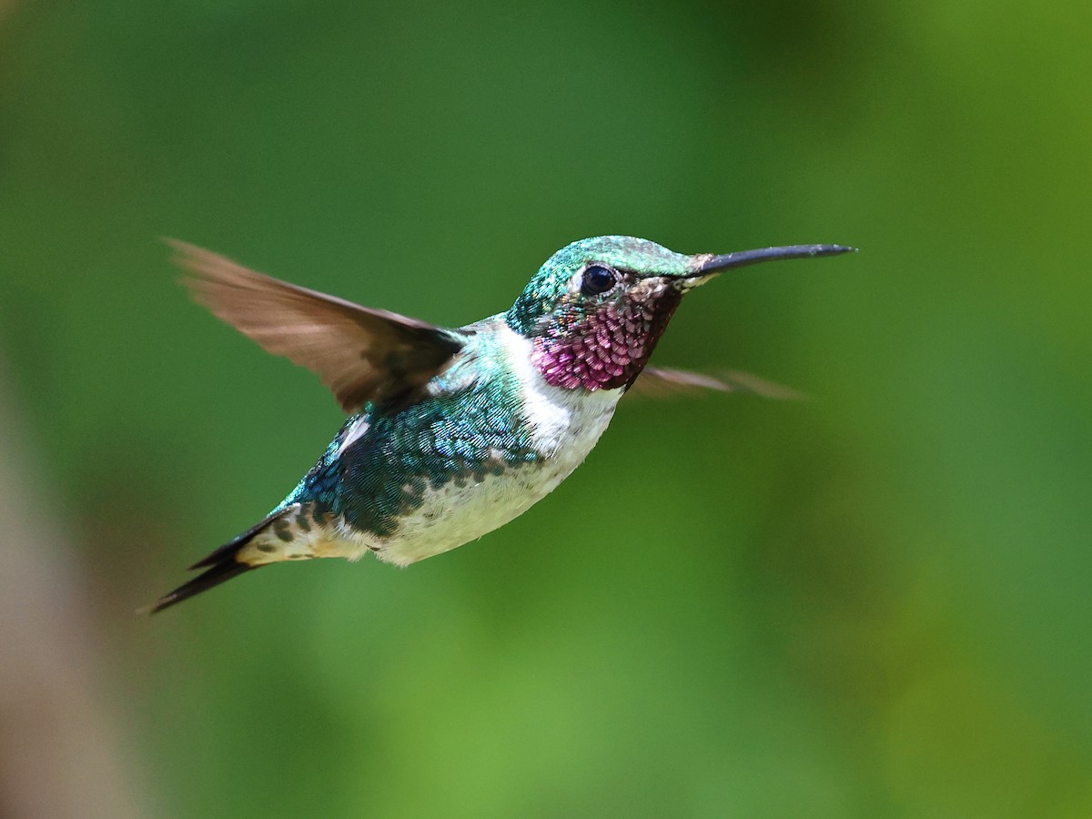 White-bellied Woodstar - ML650533767