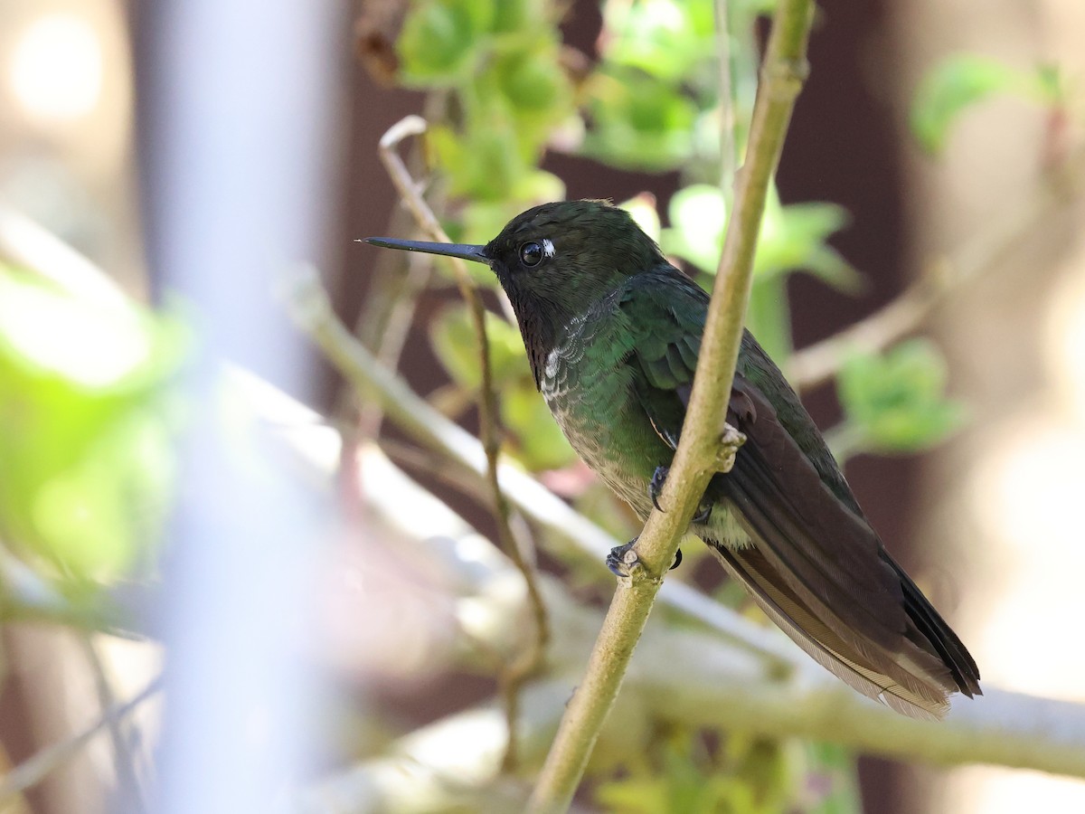 Longuemare's Sunangel - ML650533779