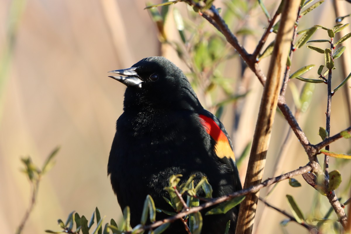 Al Kanatlı Karatavuk - ML650533819