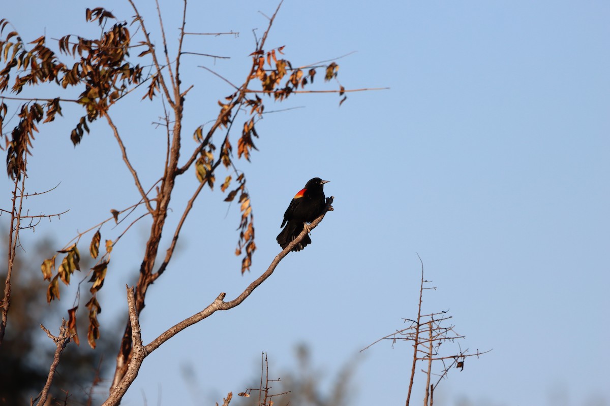 Al Kanatlı Karatavuk - ML650533820