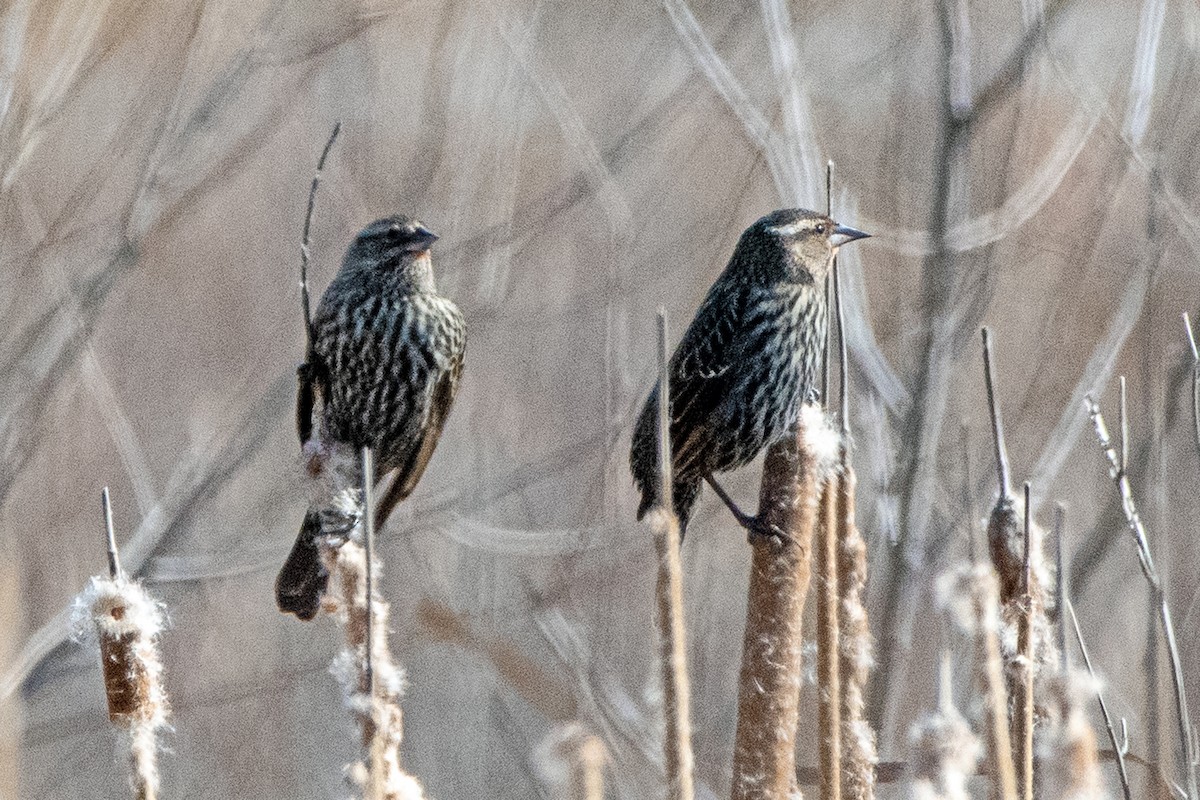 Al Kanatlı Karatavuk - ML650533859