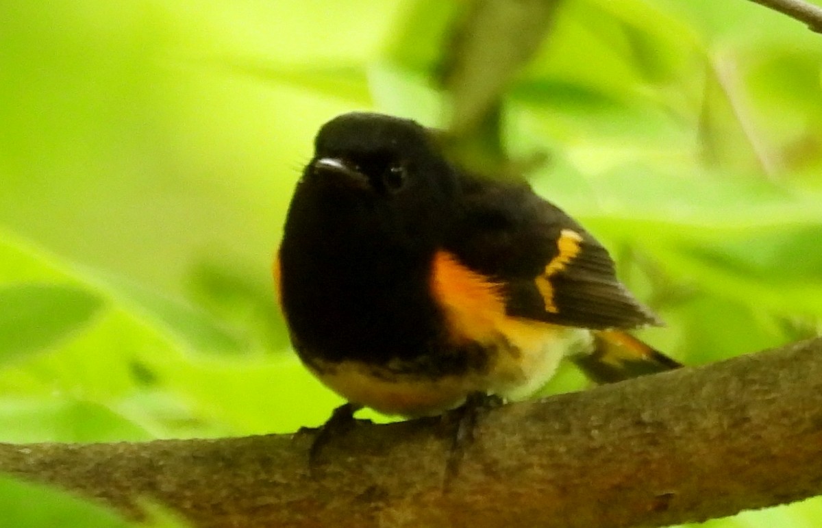 Горихвостковая древесница - ML650534153