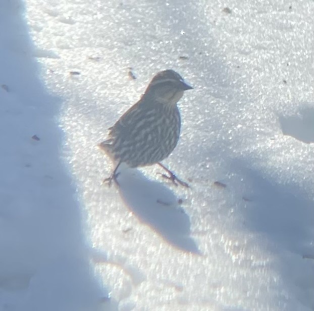 Al Kanatlı Karatavuk - ML650534239