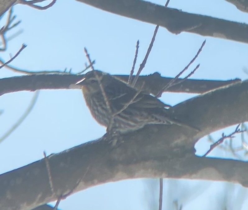 Al Kanatlı Karatavuk - ML650534240