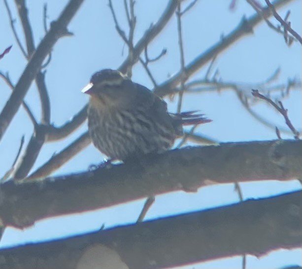 Al Kanatlı Karatavuk - ML650534241