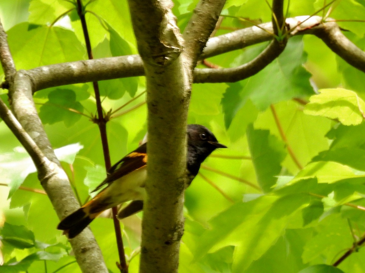 Горихвостковая древесница - ML650534274