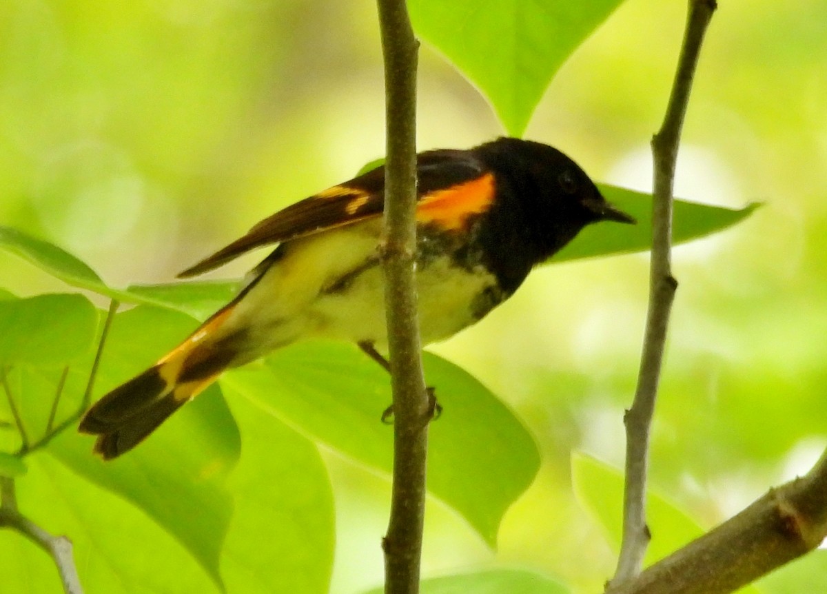 Горихвостковая древесница - ML650534303