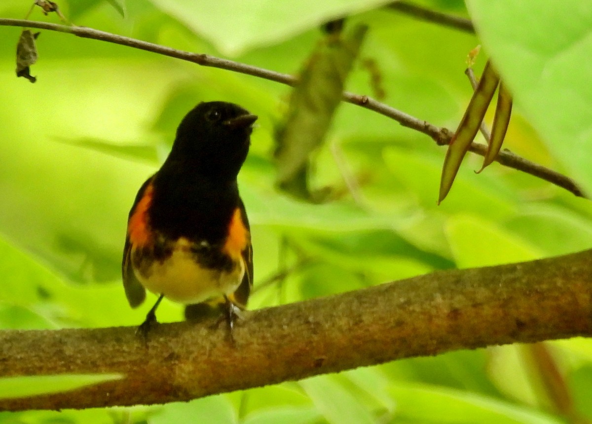 Горихвостковая древесница - ML650534307