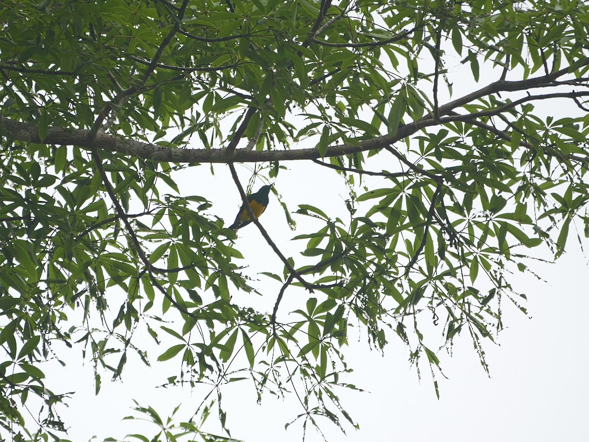 African Emerald Cuckoo - ML650534309