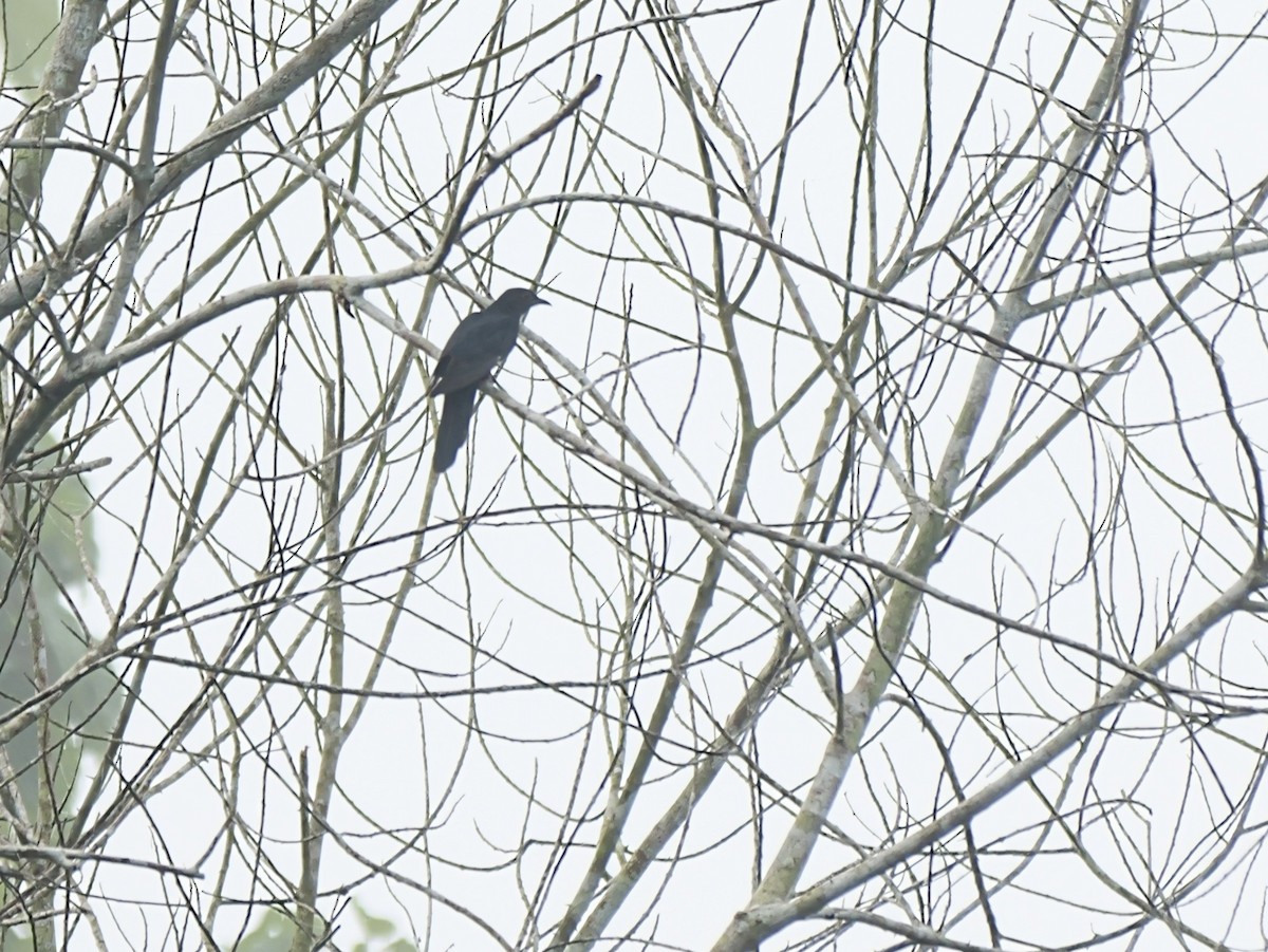 Black Cuckoo - ML650534370