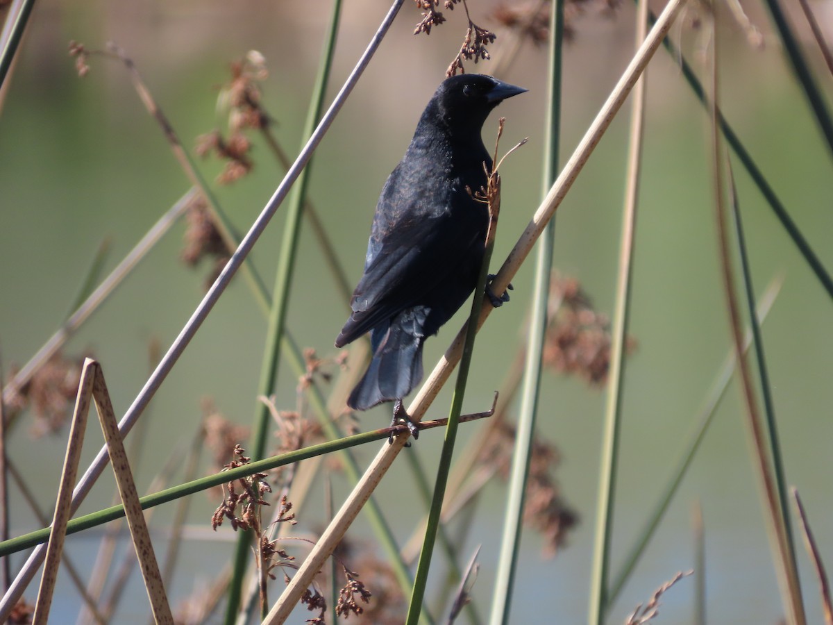 Al Kanatlı Karatavuk - ML650534414